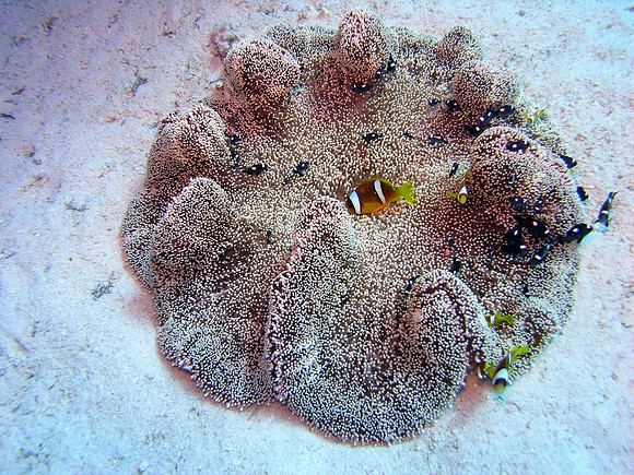 Anemone, with two species of anemonefishes