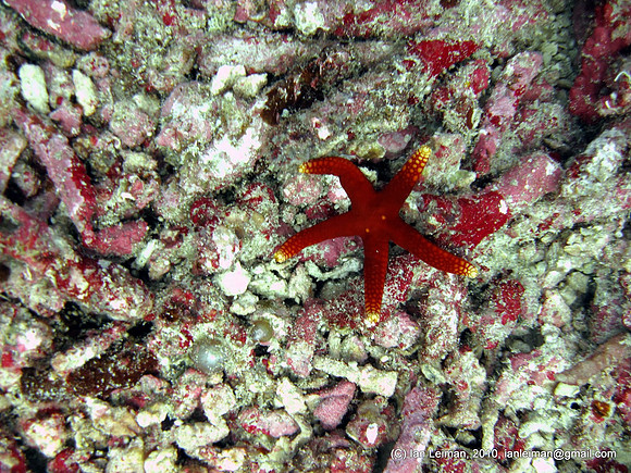 starfish