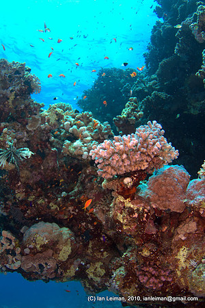 overhang, not the lionfish at left