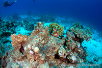 half dead coral