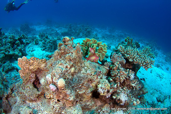 half dead coral