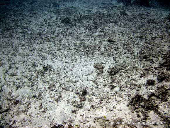 garden eels