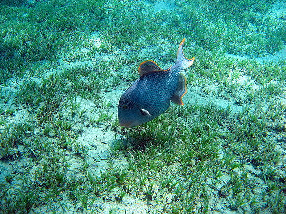 Yellowmargin triggerfish (Pseudobalistes flavimarginatus)