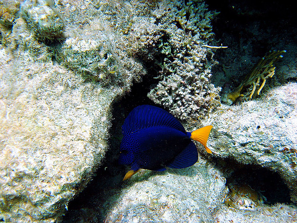 Blue Sailfin Tang (Zebrasoma xanthurum) at Ras Shona