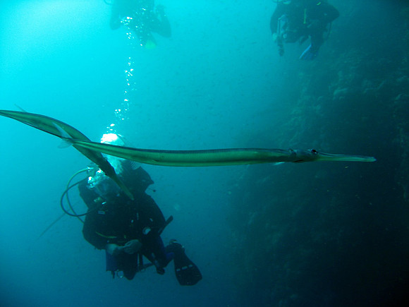 Cornetfishes or flutemouths (Fistularia commersonii) at Big Brother east drop-off 20 m deep