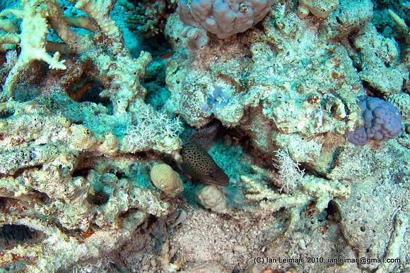 moray eel lurking from a hole