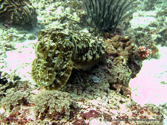 Big cuttlefish