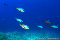 Unhappy looking fishes swimming by against deep blue background. Looking downhill at Habili Gaffaar (deep pinnacle) North-East corner at 20 msw depth.