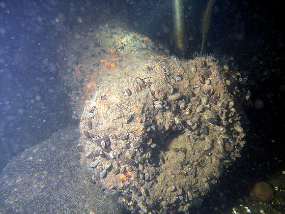 Baltic Sea, wreck of "Cronprins Gustav Adolf", Swedish war ship, sunken by Russian Navy in 1788. One of the 70 cannons that were on board.