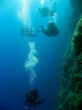 A group of divers at Daedalus Reef Eastern wall 15 meters below