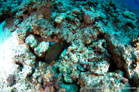 tried to shoot that fish, with fisheye at 10mm focal length you need to get much closer than this