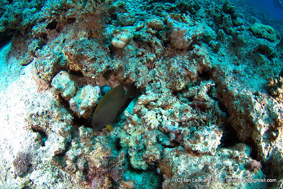 tried to shoot that fish, with fisheye at 10mm focal length you need to get much closer than this