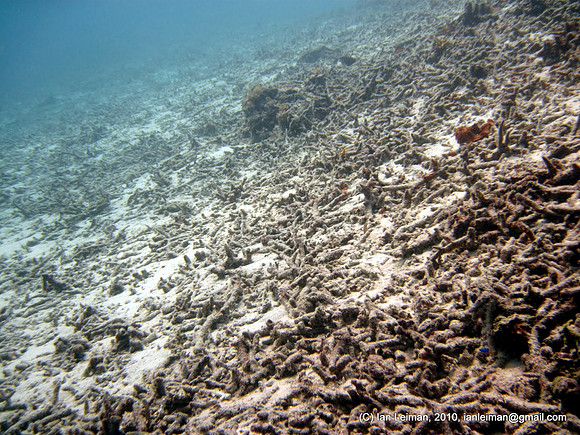 dead coral, dynamited some 10 years ago