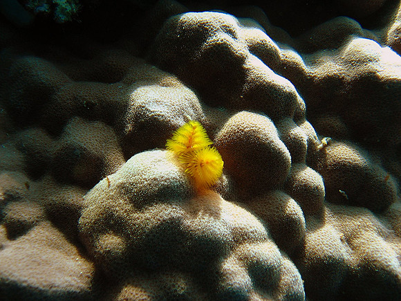 bright yellow christmas tree worm (Spriobranchus giganteus), living in "Favia Stelligera" coral