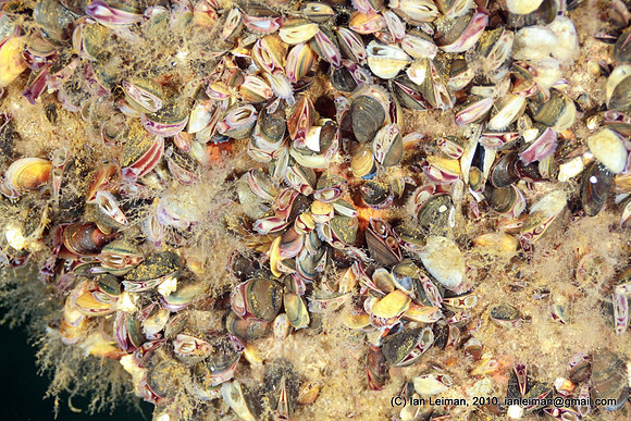 Macro picture of the mussels covering the shipwreck all over. These are mostly the Common or Blue Mussels (Mytilus Edulis)http://fi.wikipedia.org/wiki/Sinisimpukkahttp://species.wikimedia.org/wiki/Myt