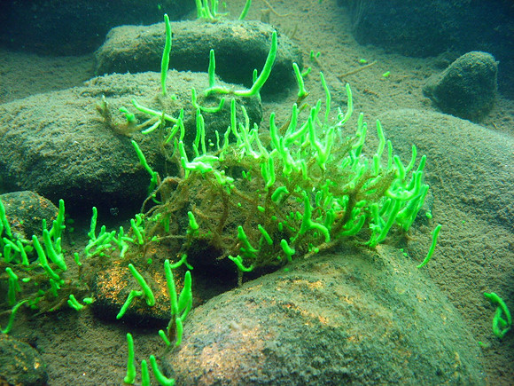 Spongilla lacustris