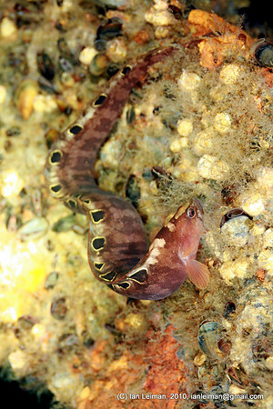 "Teisti" in Finnish (Pholis gunnellus), on deck of the wreck at 18 msw depth. http://www.luontoportti.com/suomi/fi/kalat/teistihttp://www.habitas.org.uk/marinelife/species.asp?item=ZG6800Common names: