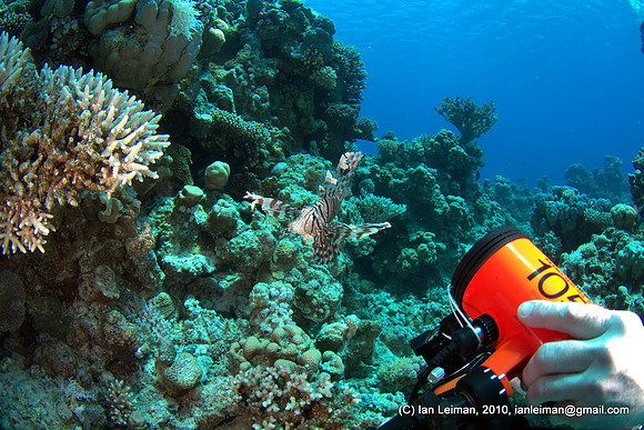 yes, that lion fish there