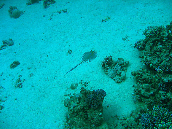 Blue Spotted Ray at Marsa Abu Dabab sandy bottom at 18 m, photo taken from 15 m, size of ray about 1 m
