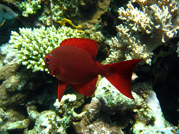 Priacanthus hamrur, Crescent-tail Bigeye or Moontail bullseye  at Marsa Abu Dabab