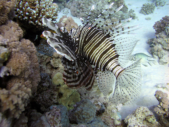 Lionfish, very poisnous