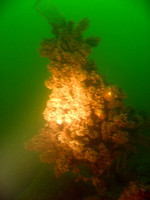 Gulf of Finland, "Porkkalaniemi". Underwater christmas tree at -14 meters.