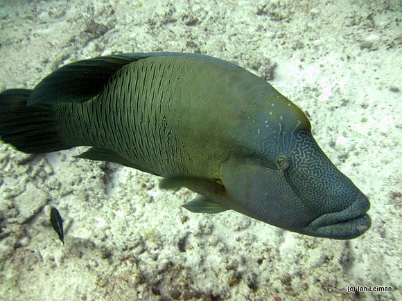 Napoleon Wrasse