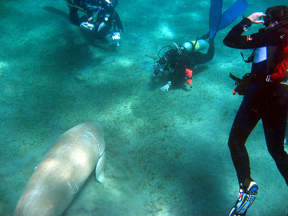 Dugong being photographed by many divers