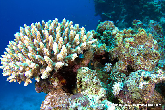 this coral is filled with little green-blue fishes, but once you approach they go hiding inside the coral bush