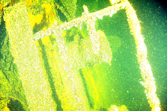This taken at (P) mode, compare to the previous picture taken at (M). The issue being that strong underwater flash exposure is totally controlled by aperture setting, and the (P) mode simply will not