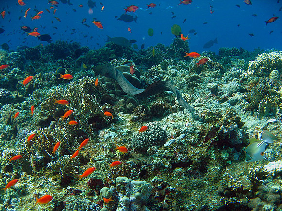 Giant Moray Eel (Gymnothorax javanicus), at Elphinstone