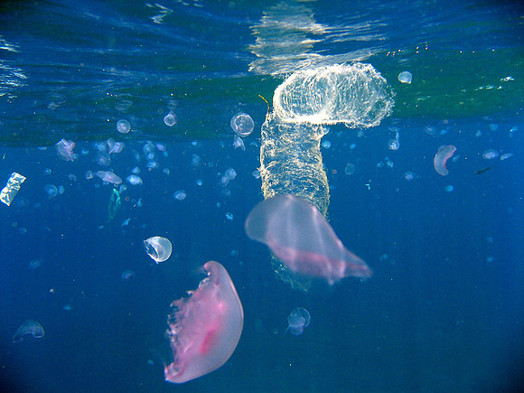 Jellyfishes near surface