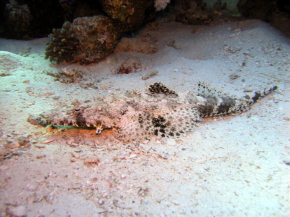 Crocodilefish, poisonous