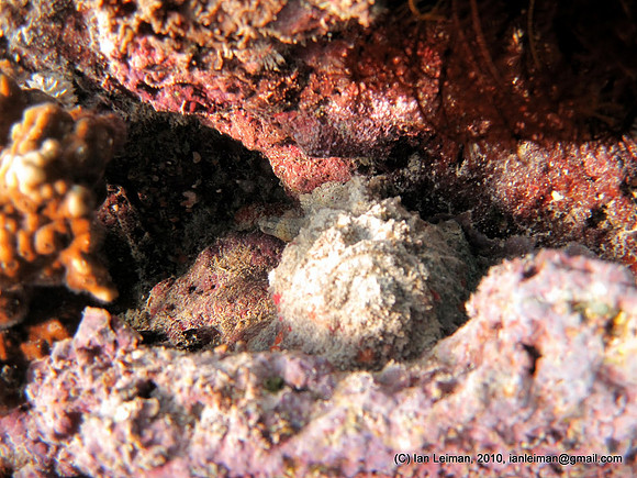 Stonefish. The most poisonous fish in the world. Touch it once and you are dead.