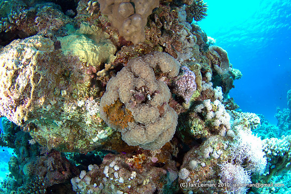 tried to shoot that "bubble coral", stobes were pointing too much sideways now. Now I recall that the strobe diffusers were not on. For the next dives I put them on.