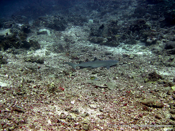 whitetip reef shark