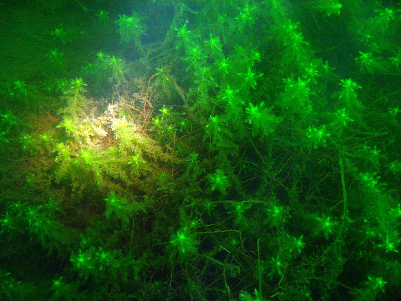 Noin 10 metriä syvällä kasvaa näitä, aika pimeässä (Fontinalis antipyretica ?). Järven pohjalla on näitä "silmäkantamattomiin" isoina mattoina tietyllä syvyysalueella. "Silmänkantamattomiin" tarkoitta