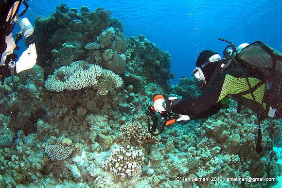 everyone got to shooting that lion fish