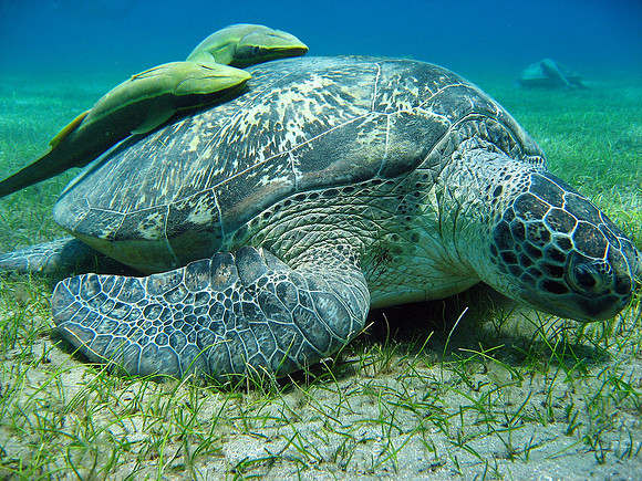 Green Sea Turtle (Chelonia Mydas) with 2 Remora slender sucker fish (Echeneis naucrates) attachedat Marsa Abu Dabab bay
