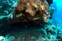 testing how well the strobes light up the dark underside of the coral, pretty good, but you still need to GET CLOSER!