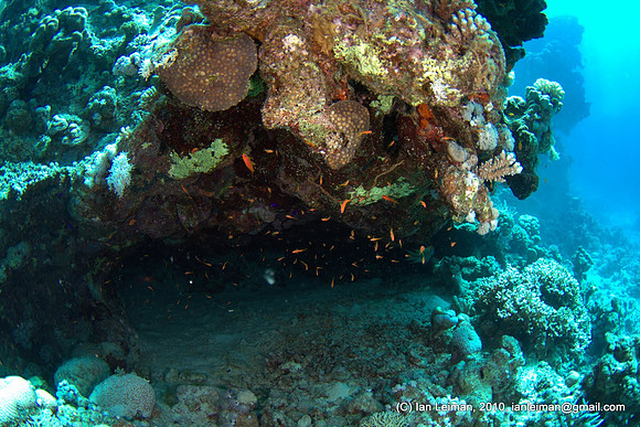 testing how well the strobes light up the dark underside of the coral, pretty good, but you still need to GET CLOSER!