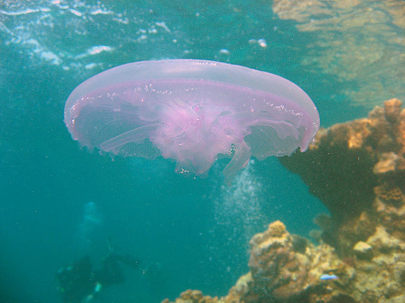 Warty sea wasp (Tamoya gargantua)