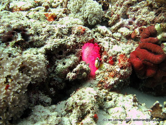 Amazing bright purple anemone.