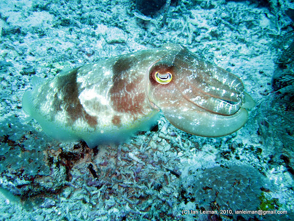 cuttlefish.It changes color according to background