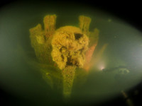 2021-09-28 D0828 Edmund