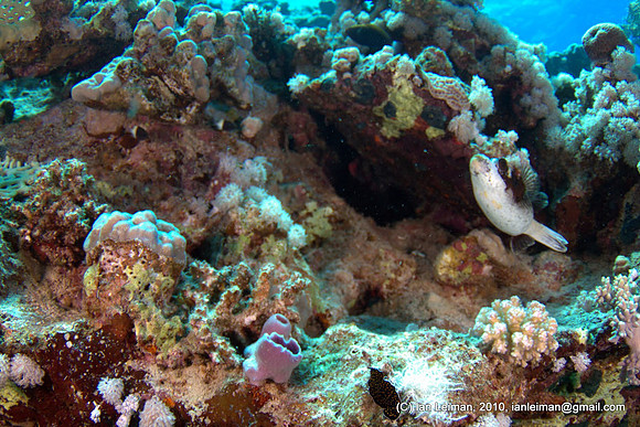 yet another pufferfish