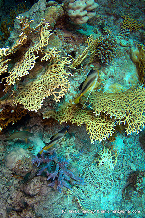 bannerfishes, not a very good angle to take their picture