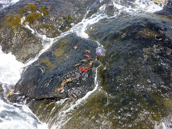 Crabs on the rocks of Big Brother island