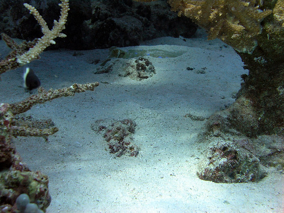 Blue spotted Ray