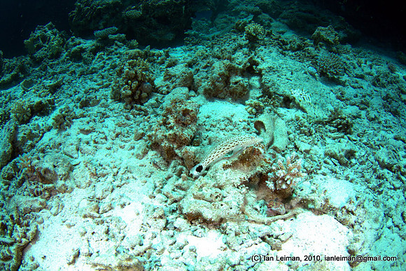 like this white fish, but obviously I needed to learn stopping down the exposure